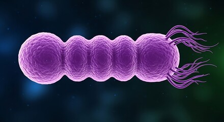 Purple bacteria cell with flagella