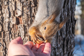 Squirrel eats nuts from a man's hand. Caring for animals in winter or autumn.