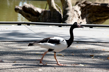 this is a side view of a magpie goose