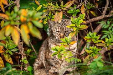 Homeless cat sit shade bush in garden park