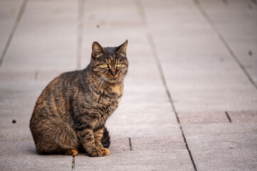 Homeless cat sit on road  in garden park