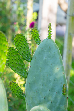 Green Opuntia Cactus Cladode with New Growth