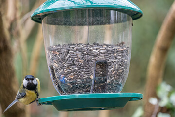 Great Tit Bird Perched on a Green Garden Feeder Looking at the Camera © WSPictures