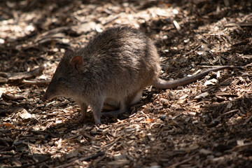 the long nosed potoroo is hiding in the shadows