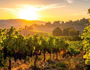Sunrise over lush vineyards and rolling hills