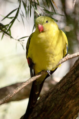 the male regent parrot is perched on a tree branch