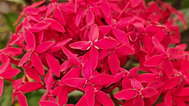Static close-up shot of a red Ixora flower cluster with surrounding green leaves in natural daylight.