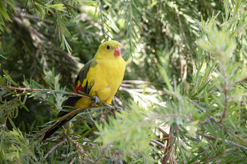 the male regent parrot is perched in a tree