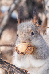 The squirrel with nut sits on tree in the winter or late autumn