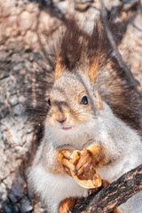 The squirrel with nut sits on tree in the winter or late autumn