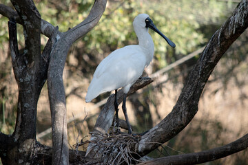 the royal spoonbill is perched on a branch