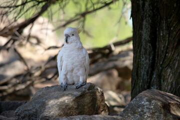 the sulphur crested cockatoo is perched on a rock