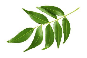 Green Leaves on White Background