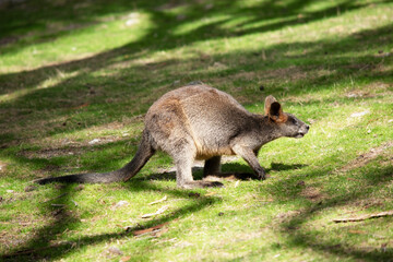 this is a side view of a swamp wallaby