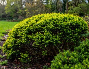 A vibrant, rounded shrub with bright green foliage in a garden