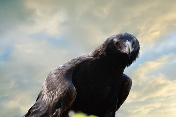 this is a close up of an wedge tailed eagle