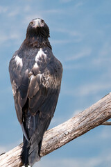 this is a close up of a wedge tailed eagle