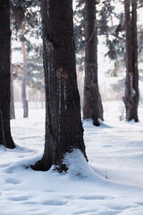 Fototapeta premium Winter forest. Landscape of the park in winter. Snow-covered trees at the edge.
