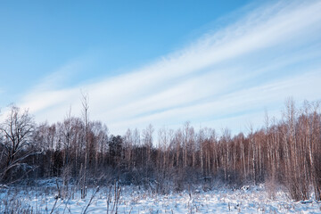Winter forest landscape. Tall trees under snow cover. January frosty day in the park.