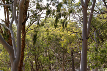 An Australia woodland scene