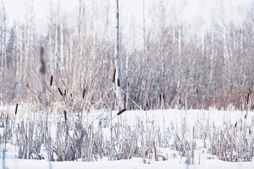 Fototapeta premium Winter forest. Landscape of the park in winter. Snow-covered trees at the edge.