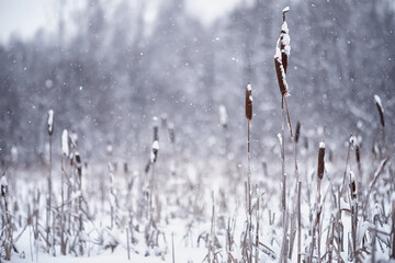 Fototapeta premium Winter forest. Landscape of the park in winter. Snow-covered trees at the edge.
