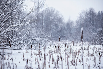 Fototapeta premium Winter forest. Landscape of the park in winter. Snow-covered trees at the edge.