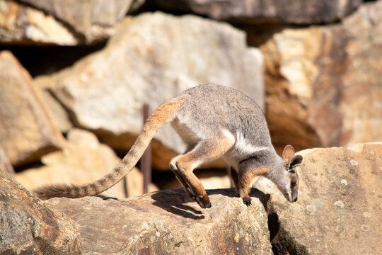 the yellow footed rock wallaby is moving over a rocky hill