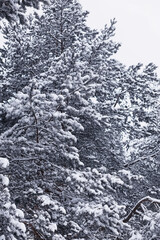 Fototapeta premium Winter forest. Landscape of the park in winter. Snow-covered trees at the edge.