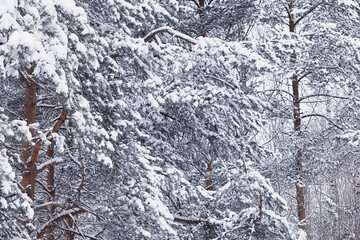 Fototapeta premium Winter forest. Landscape of the park in winter. Snow-covered trees at the edge.