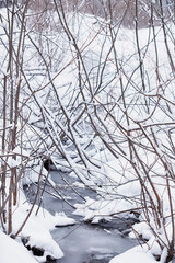 Fototapeta premium Winter forest. Landscape of the park in winter. Snow-covered trees at the edge.