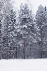 Fototapeta premium Winter forest. Landscape of the park in winter. Snow-covered trees at the edge.