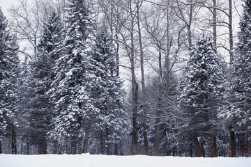 Fototapeta premium Winter forest. Landscape of the park in winter. Snow-covered trees at the edge.