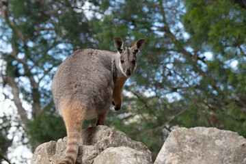 the yellow footed rock wallaby is on top of a hill