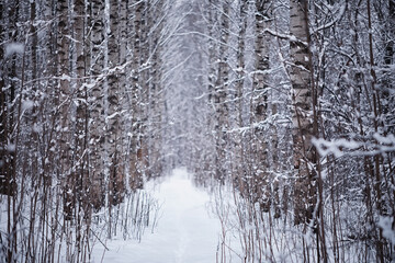 Fototapeta premium Winter forest. Landscape of the park in winter. Snow-covered trees at the edge.