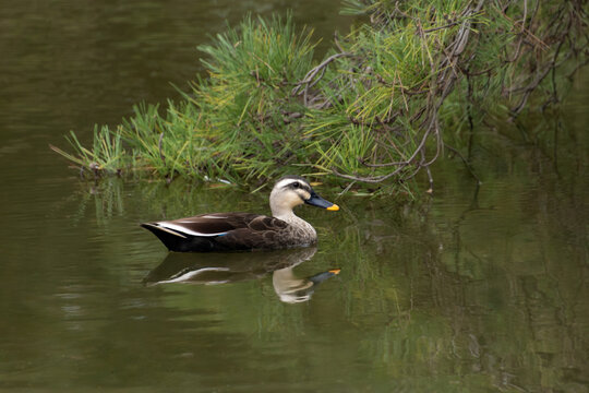松の下を泳ぐカルガモ