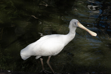 this is a side view of a yellow spoonbill