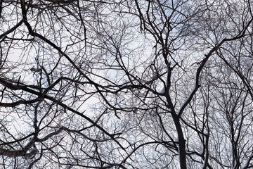 Naklejka premium Winter forest landscape. Tall trees under snow cover. January frosty day in the park.