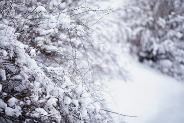 Naklejka premium Winter forest landscape. Tall trees under snow cover. January frosty day in the park.