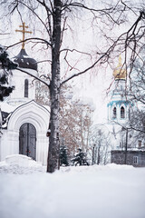 Naklejka premium Winter forest landscape. Tall trees under snow cover. January frosty day in the park.