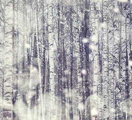 Naklejka premium Winter forest landscape. Tall trees under snow cover. January frosty day in the park.