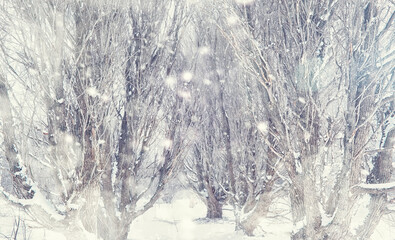 Naklejka premium Winter forest landscape. Tall trees under snow cover. January frosty day in the park.