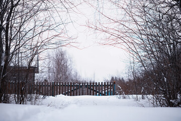 Naklejka premium Winter forest landscape. Tall trees under snow cover. January frosty day in the park.