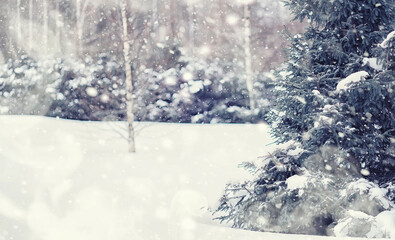 Naklejka premium Winter forest landscape. Tall trees under snow cover. January frosty day in the park.