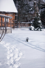 Naklejka premium Winter forest landscape. Tall trees under snow cover. January frosty day in the park.
