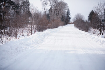 Naklejka premium Winter forest landscape. Tall trees under snow cover. January frosty day in the park.