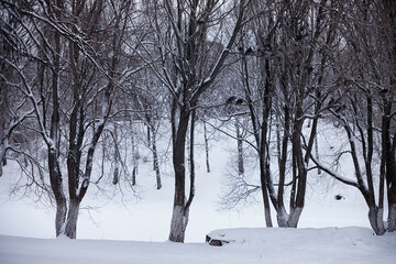 Winter forest landscape. Tall trees under snow cover. January frosty day in the park.