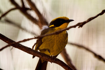 the yellow tufted honeyeater is perched on a branch