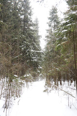 Winter landscape of country fields and roads