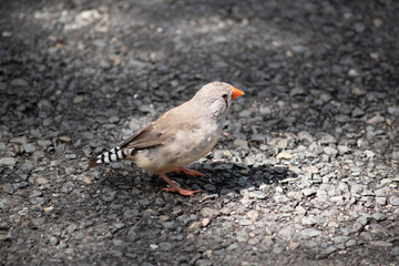 Fototapeta premium the female zebra finch is looking for food